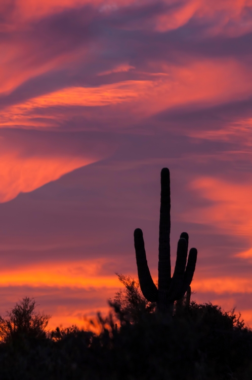 sunset, cactus, Phoenix